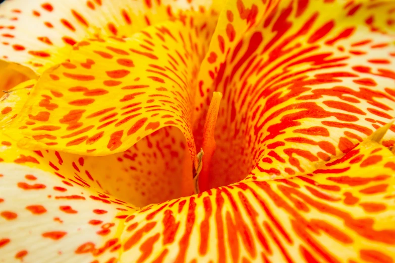 the inside of a yellow flower with red spots