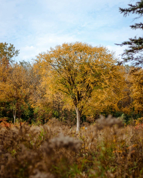 a tall tree with fall colored leaves in the foreground