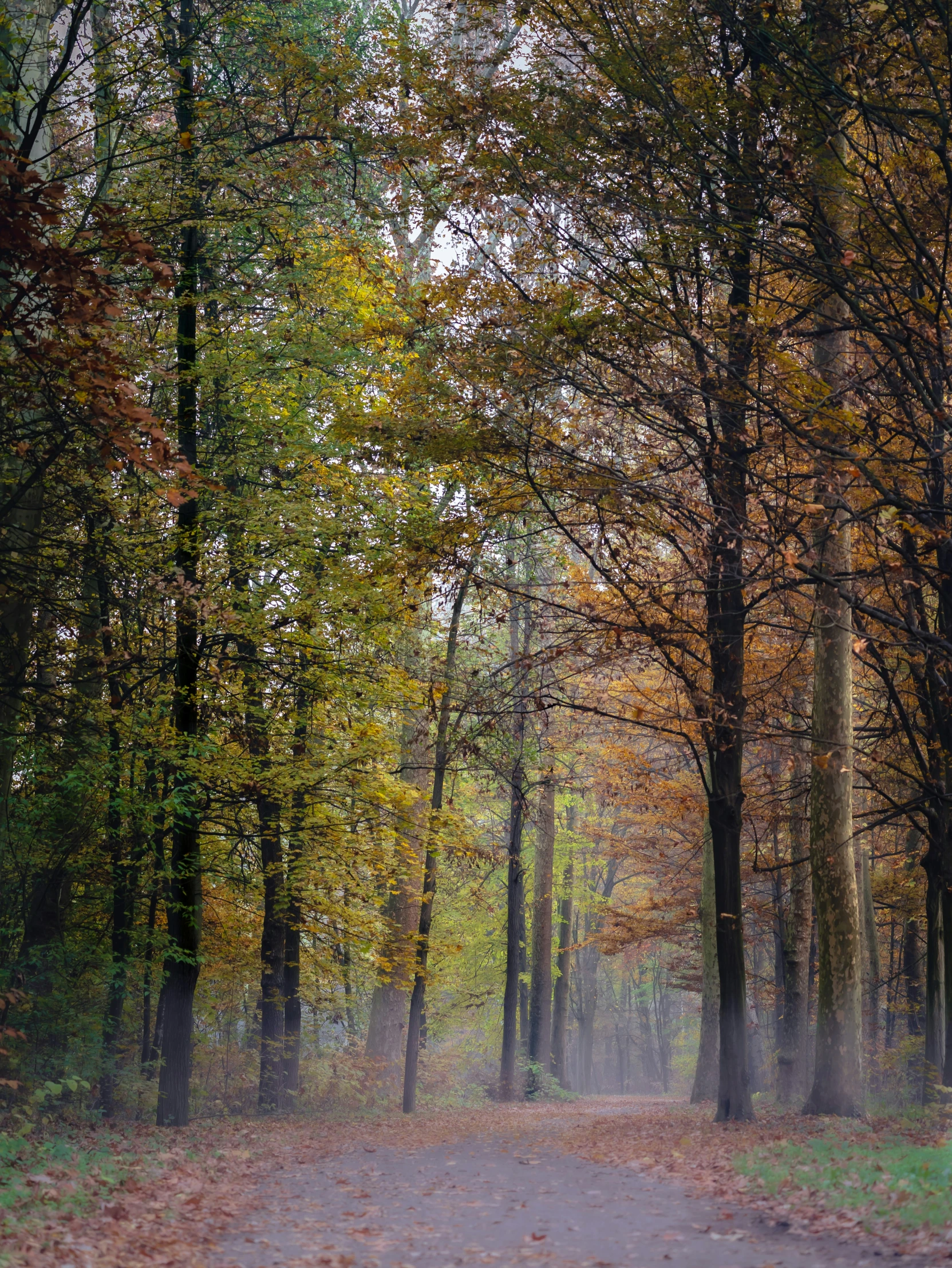 there is a trail in the woods that leads to many trees