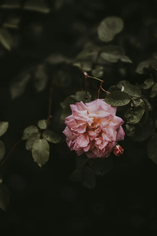 a pink rose on the bush is almost blooming