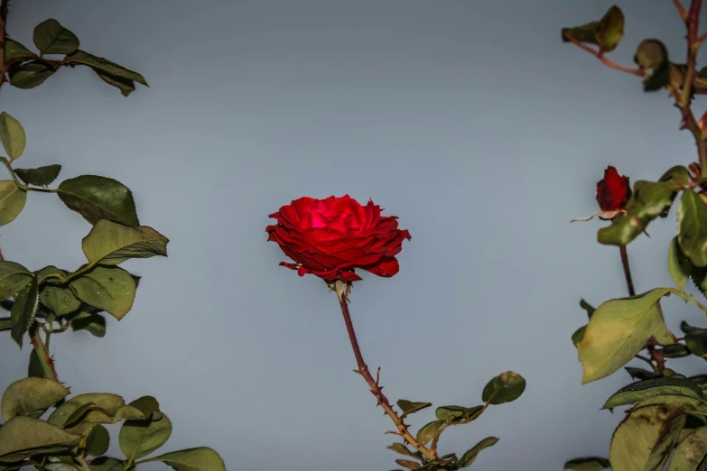 a large red rose surrounded by plants