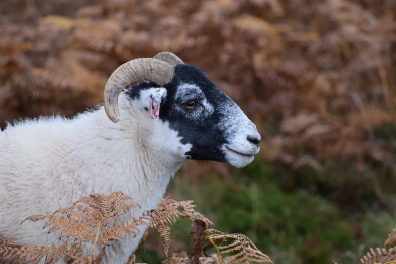 a black and white goat with horns on its head and some brown bushes in the background