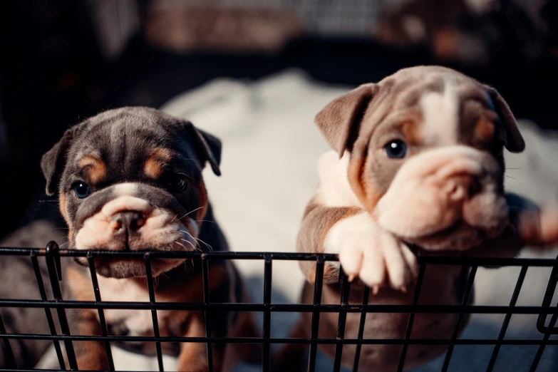 two adorable puppies in a basket with a white blanket