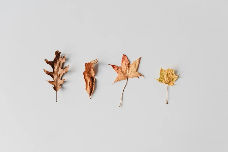 a group of five fallen leaf laying on top of a white surface