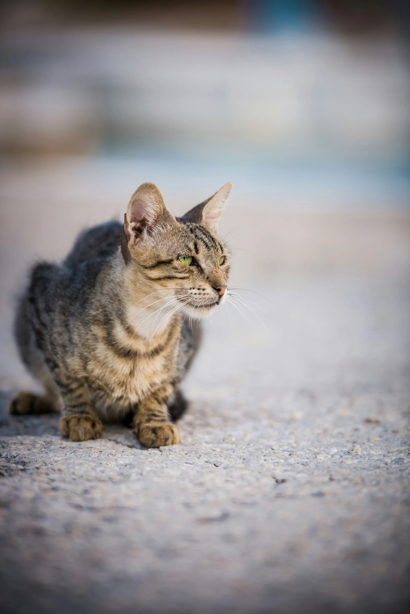 a close - up of a cat sitting on a floor