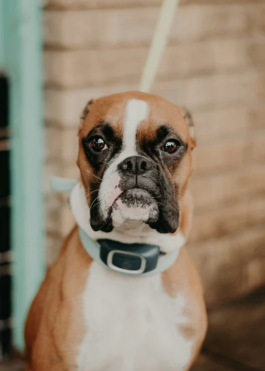 this is a small boxer dog sitting on the ground