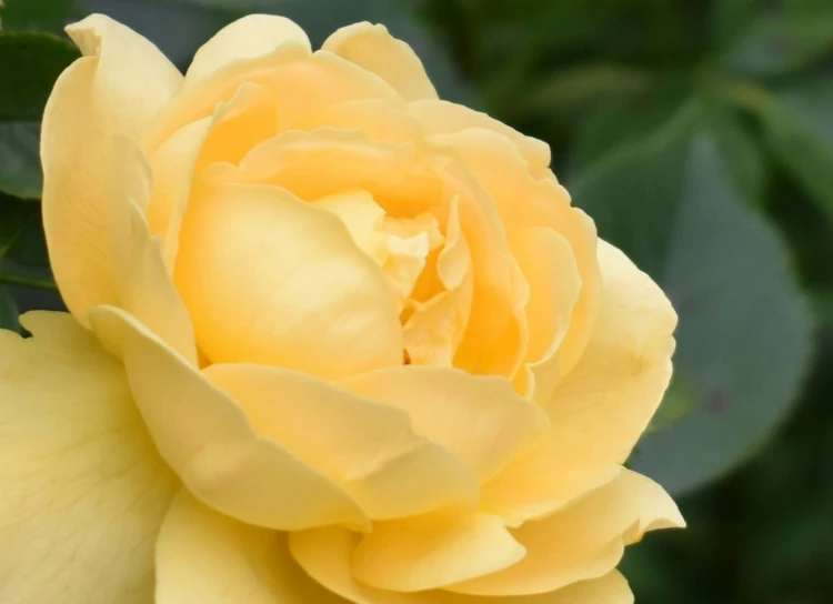 a yellow rose that is blooming on the flower