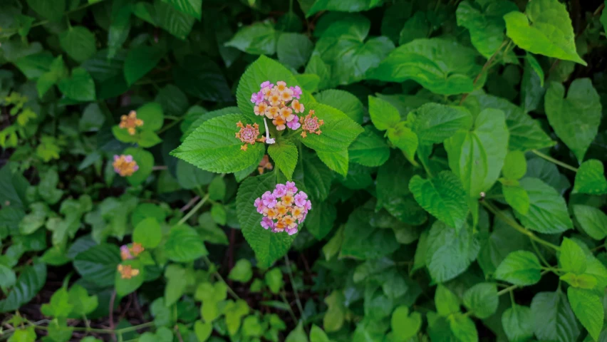 flowers and green leaves are surrounded by foliage