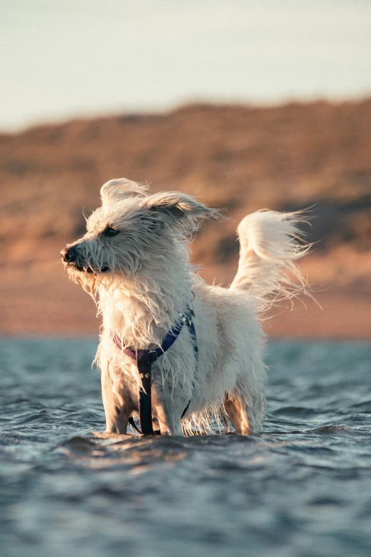 a white dog with his back turned walking in the water
