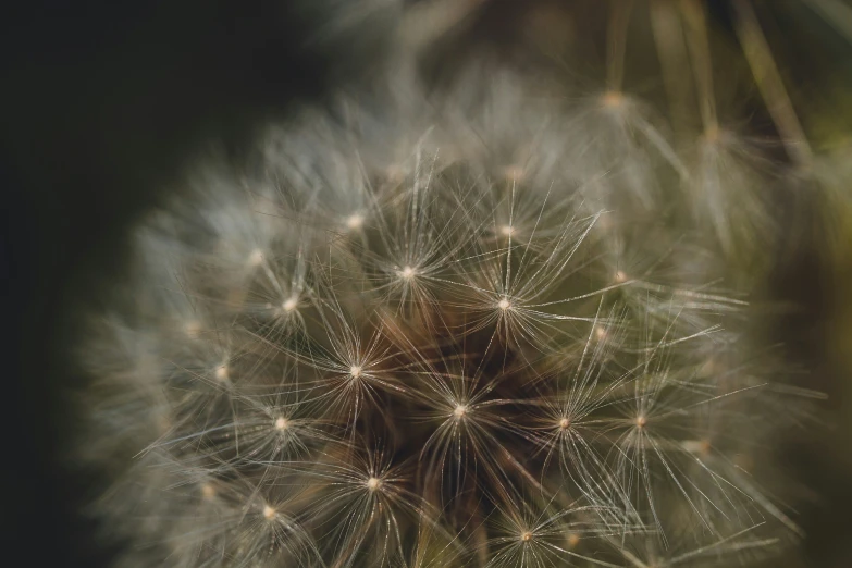 a dandelion in the wind with its top up