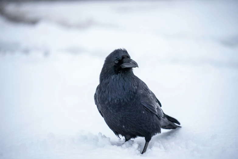 the bird is standing in the snow alone