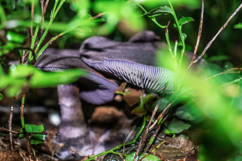 a bird sitting on the ground looking around