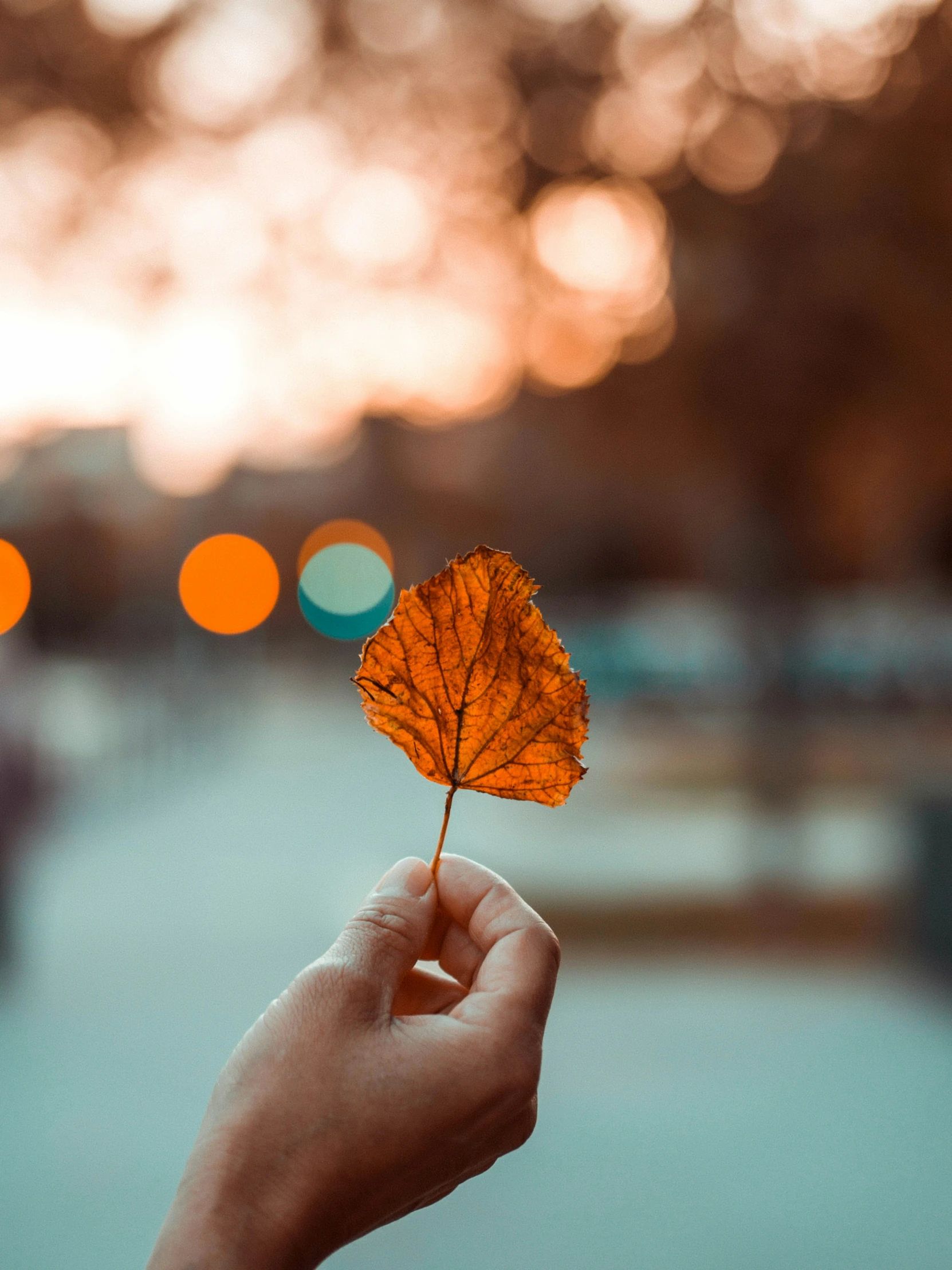 a person is holding up an orange leaf