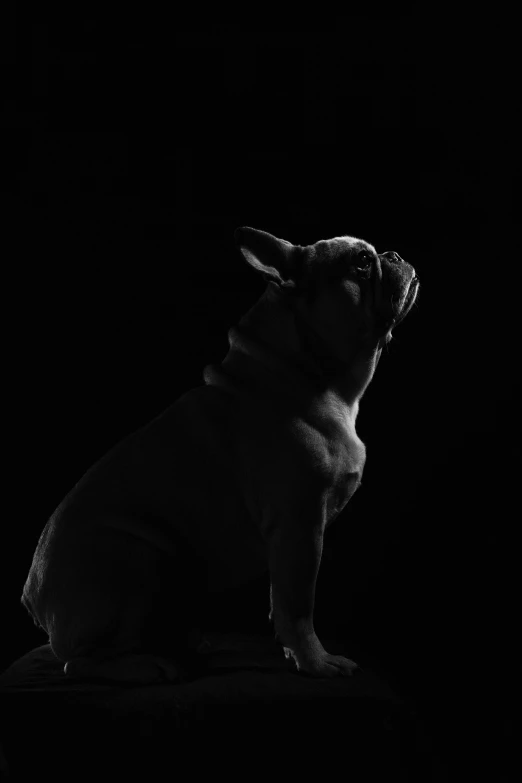 a pug dog sits in the dark as it looks up