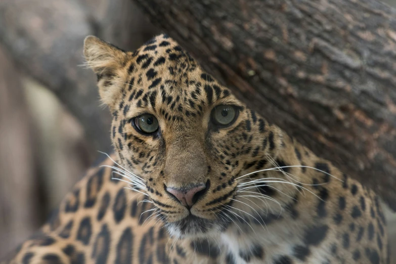 a big cat standing next to a tree