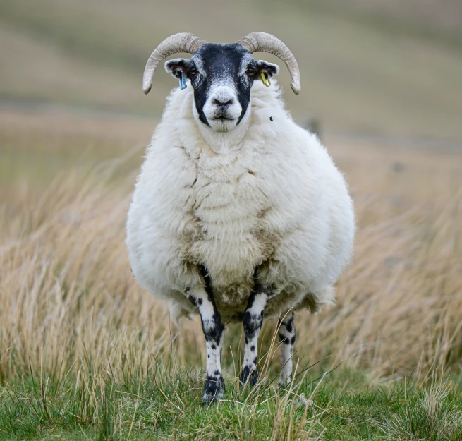 there is a sheep with large horns standing in tall grass