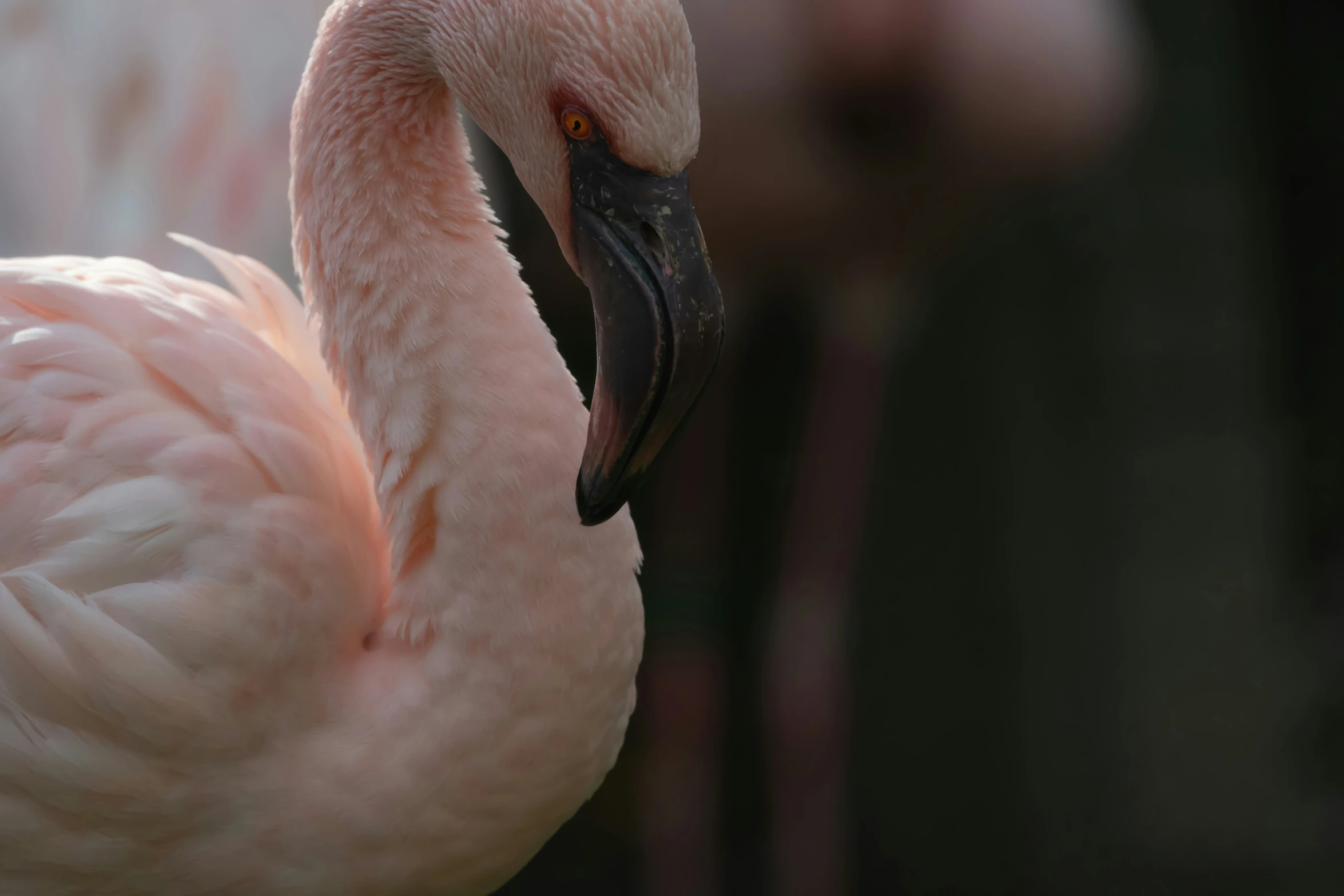 a flamingo standing on a patch of grass