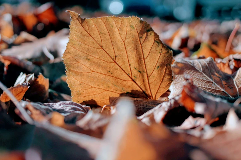 a leaf is sitting on the ground in a field