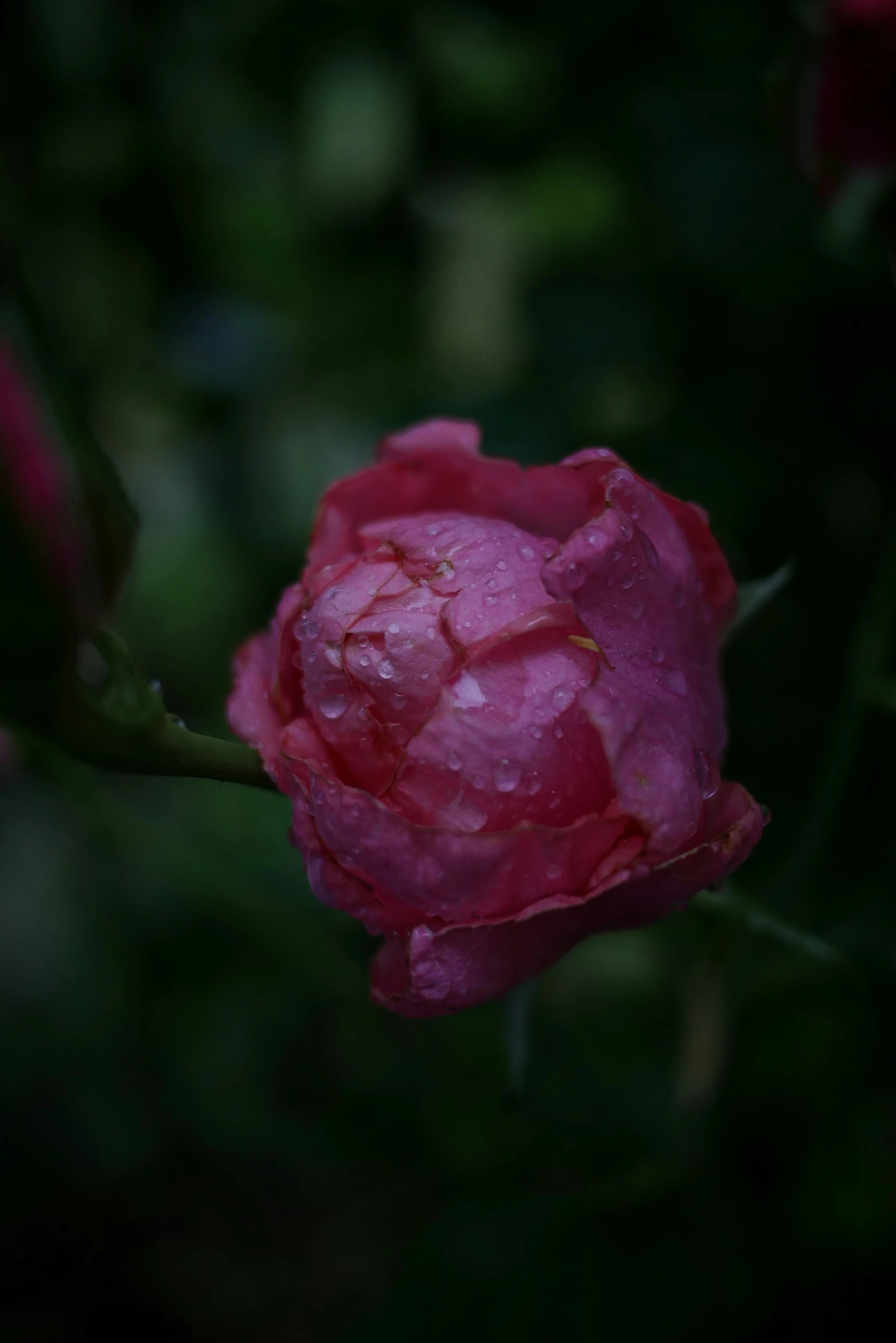 pink flower with drops of water on its petals