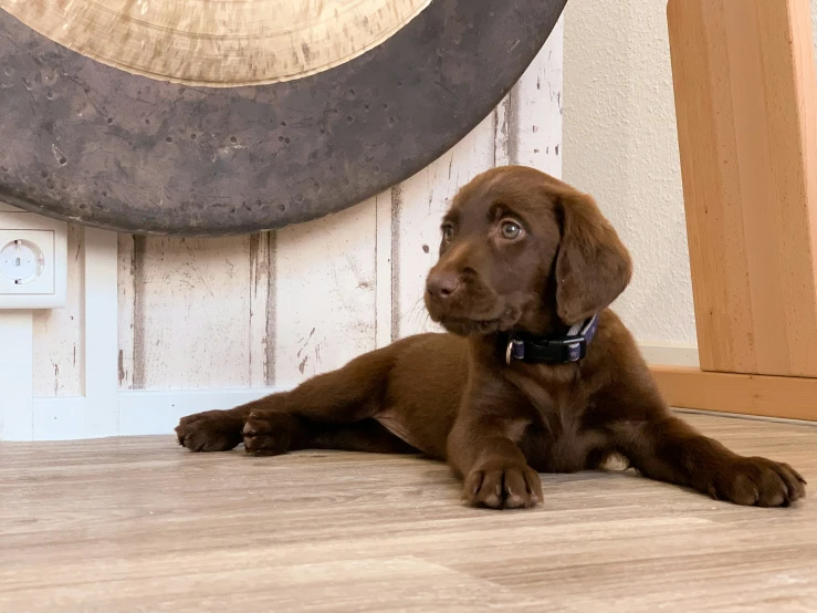 a brown dog laying on the ground by a large object