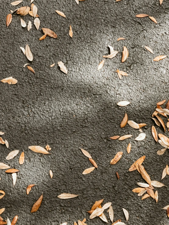 leaves and sand lying on the ground