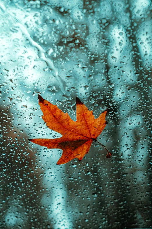 a fallen leaf rests on a window with drops