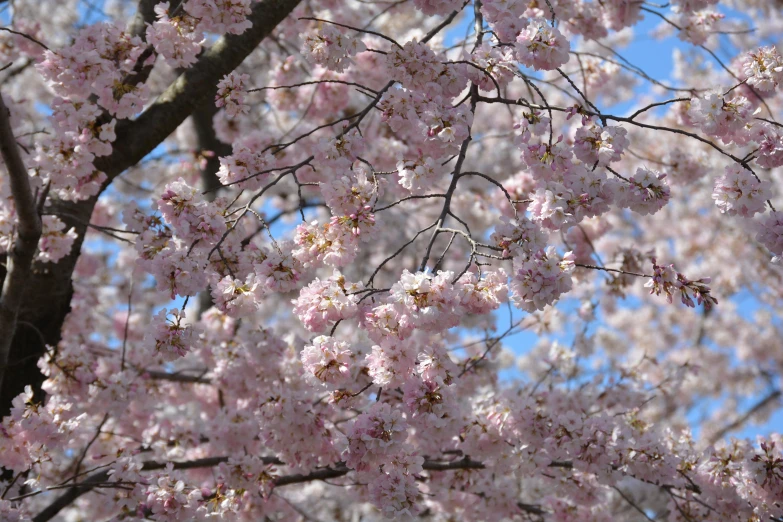 a cherry tree that is full of pink blossoms