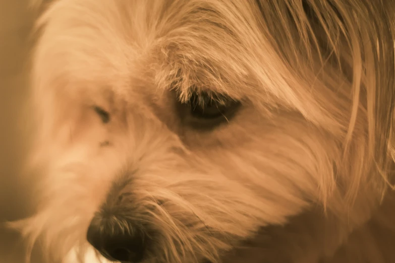 an adorable small white dog with long hair