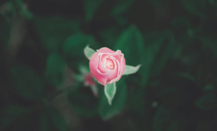 the single pink flower is surrounded by green leaves