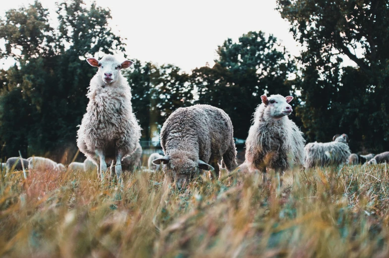 an old po of a flock of sheep in the woods