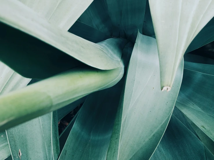 a large group of large, green leaves