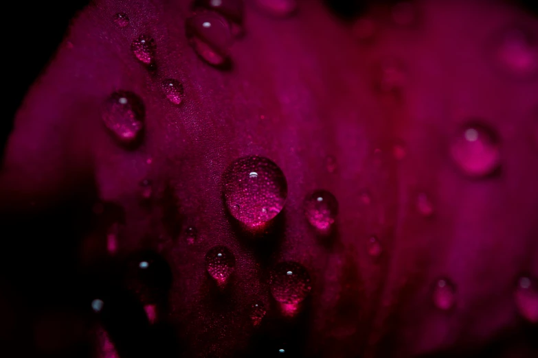 water drops on a pink flower petals with dark background