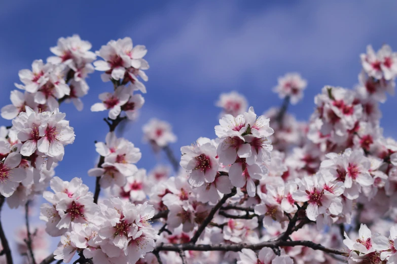 a beautiful cherry blossom blooming on a cherry tree