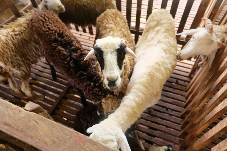 sheep are standing together in their enclosure