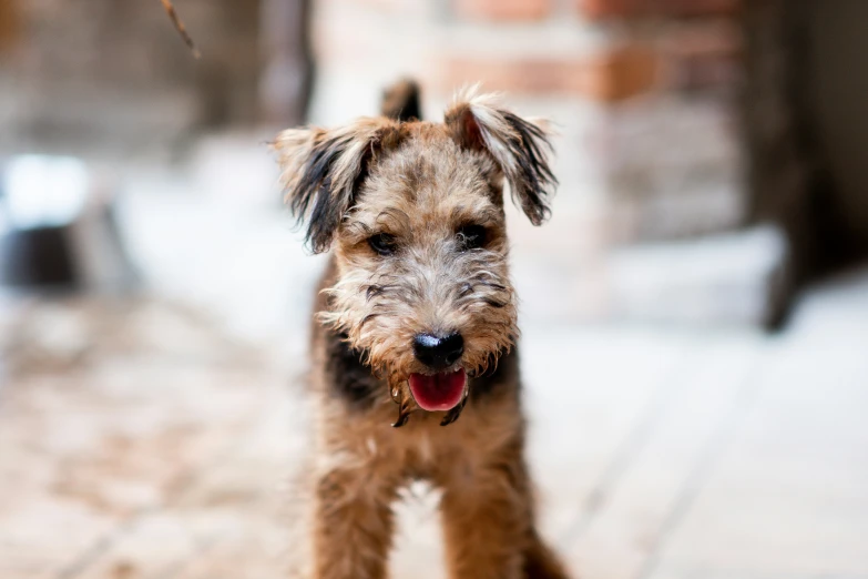 a small dog on a tile floor with it's paws crossed