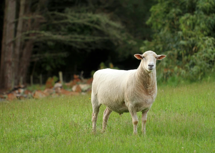 a sheep standing in a grassy field looking into the camera