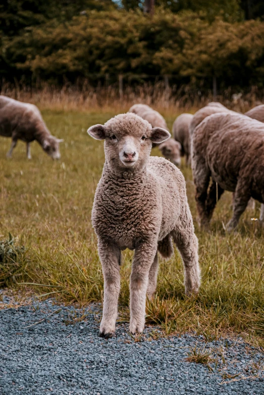 some sheep on the grass and one is looking down at the ground