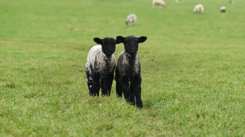 two black sheep standing on the side of a field