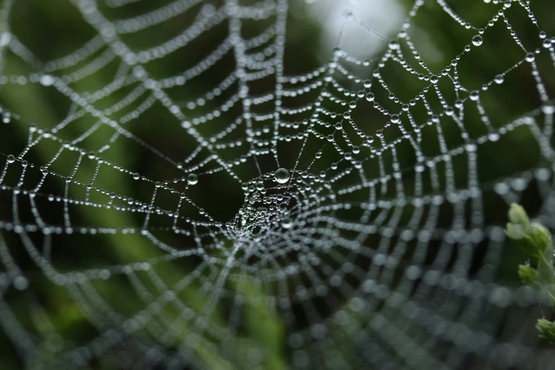 a spider web with water drops sitting on it