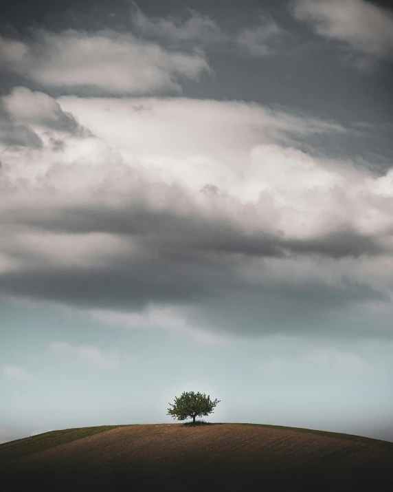 a lone tree standing on top of a dry field