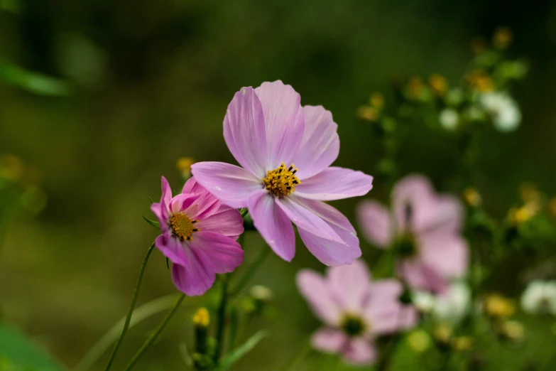 two purple flowers grow out of green leaves