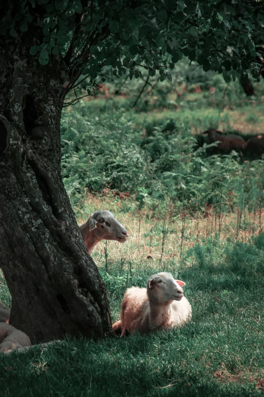 two sheep laying in the shade under a tree