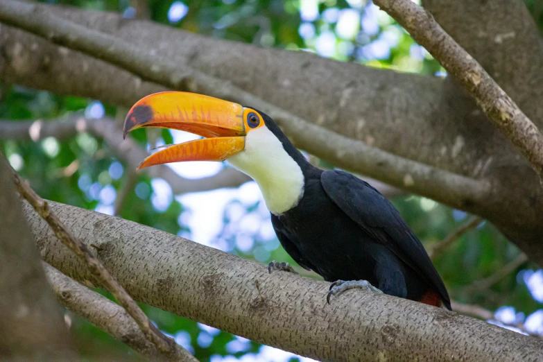 a toucan sitting on top of a tree nch