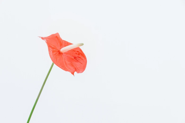 a red flower is shown against the sky