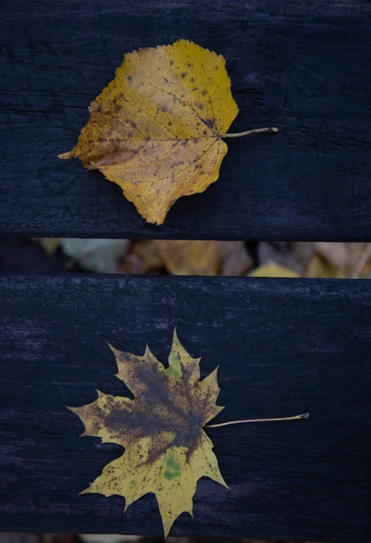 an image of some yellow leaves on the ground