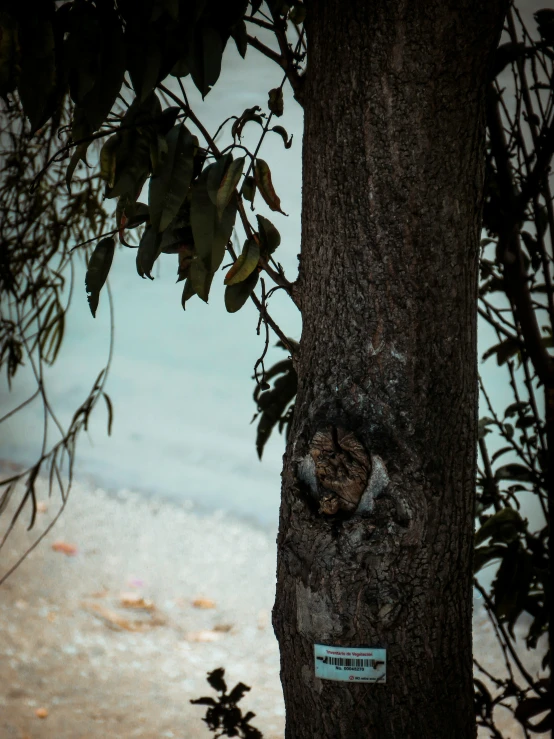 a sign hanging on a tree with water in the background