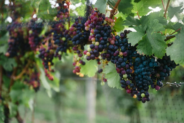 a bunch of purple gs hanging from the vine