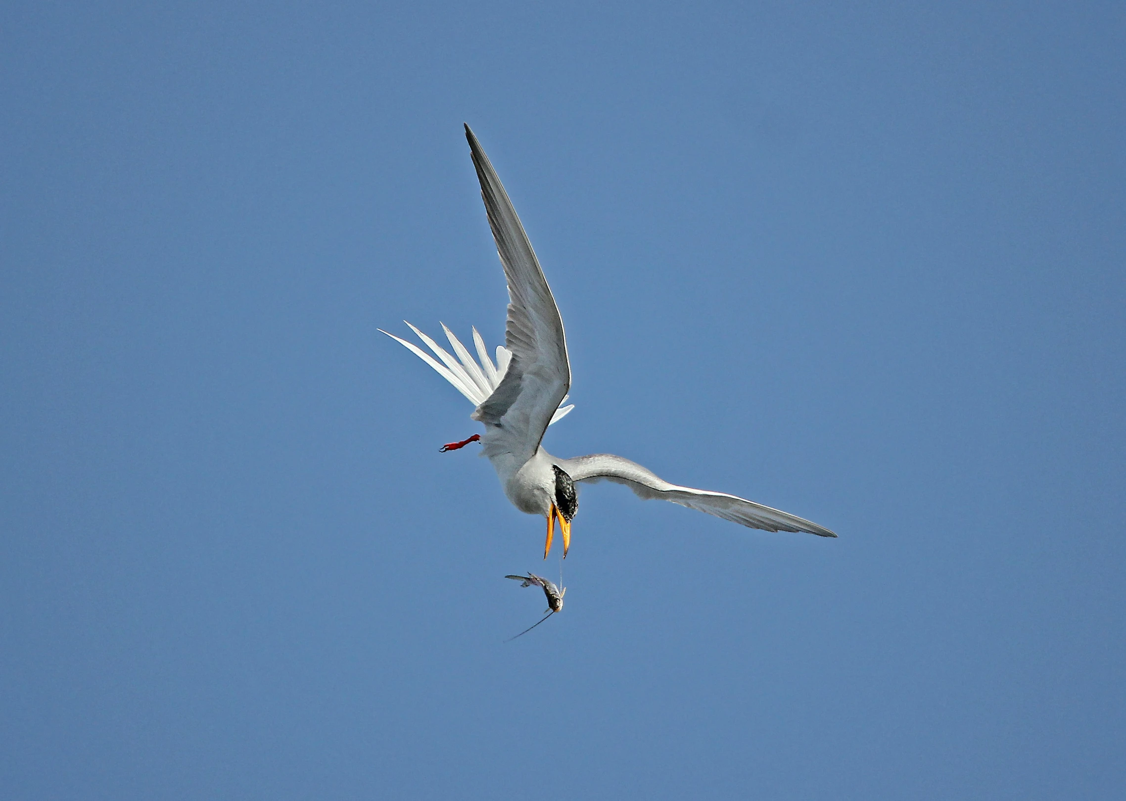 the large white bird is flying low to the ground