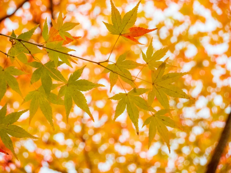 close up of a maple leaf that is yellow