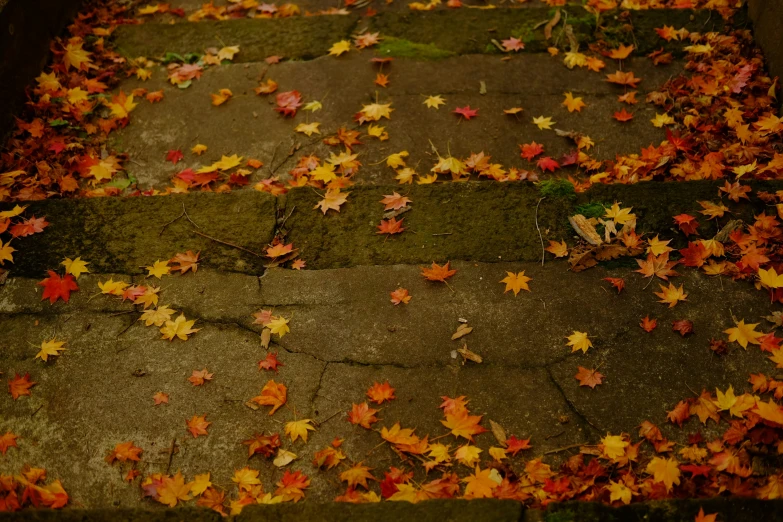 fall leaves on the floor in an open space